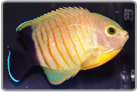 Red Stripe Eibl's Angelfish